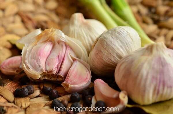 Garlic is SO good for us … but not when it’s treated with chemicals.