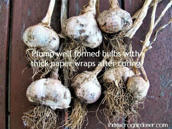 Plump well formed garlic bulbs with thick paper wrappers after curing