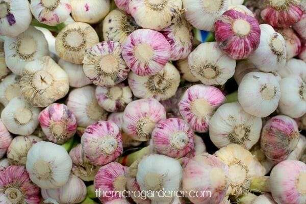 Try different varieties of garlic that suit your climate. Early and late plantings help stagger the harvest.