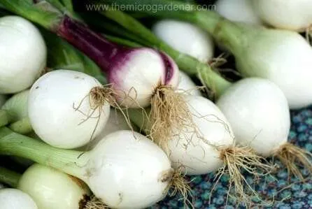 Grow spring onions - Purple and green spring onion bulbs. Photo: www.stockfreeimages.com/