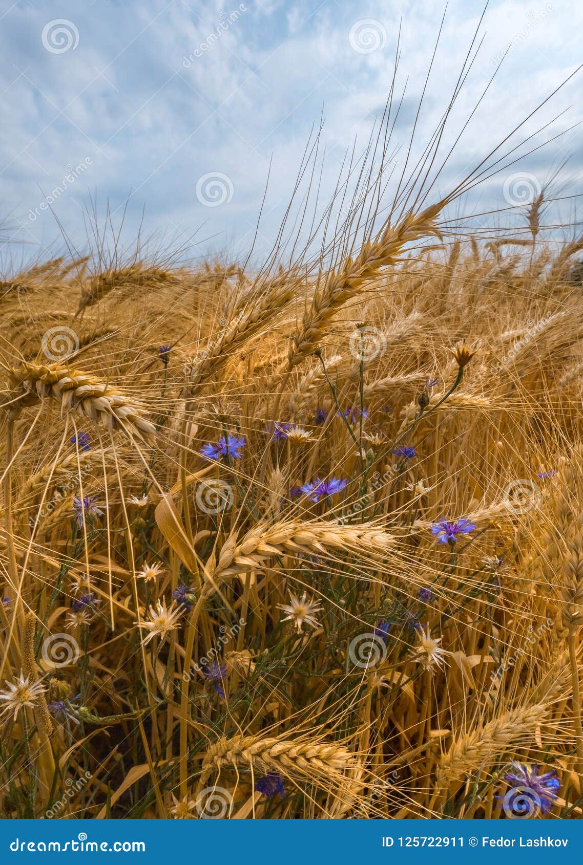 ripe wheat harvest bread ears wheat south russia large species ears large species ears ripe wheat harvest 125722911