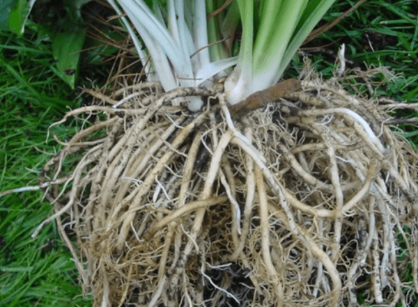 Хоста – посадка, выращивание и уход в открытом грунте