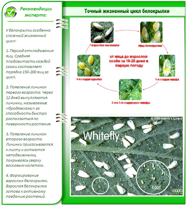 Жизненный цикл белокрылки