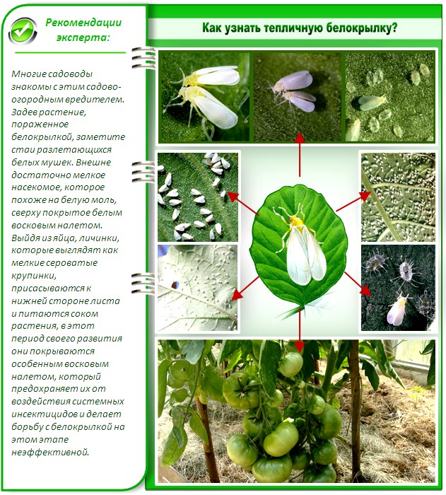 Как узнать белокрылку?