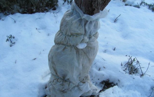 Защита ствола вишни зимой
