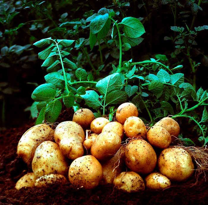 При выборе сорта картофеля нужно учитывать, пригоден ли он для выращивания в вашей климатической зоне