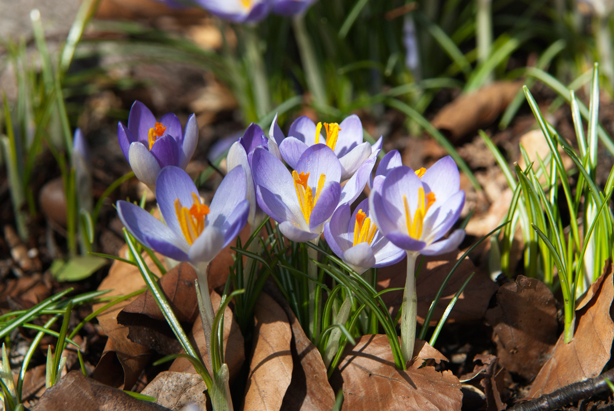 Крокус адрес. Крокус ботаника. Крокус Ботанический разбор. Крокус сативус 10 шт. Crocus sativus лист.