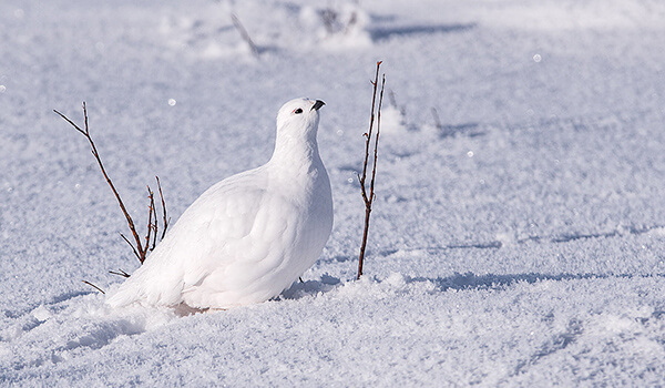Фото: Птица белая куропатка