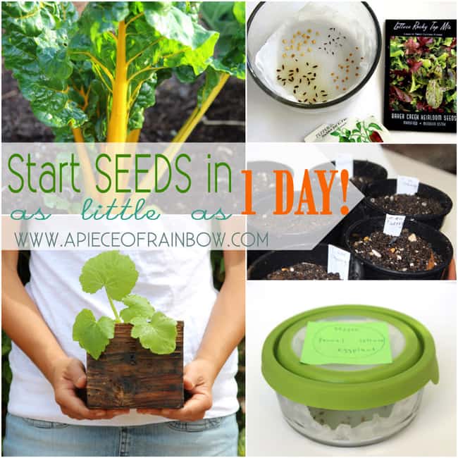Start seeds fast and easy way 
