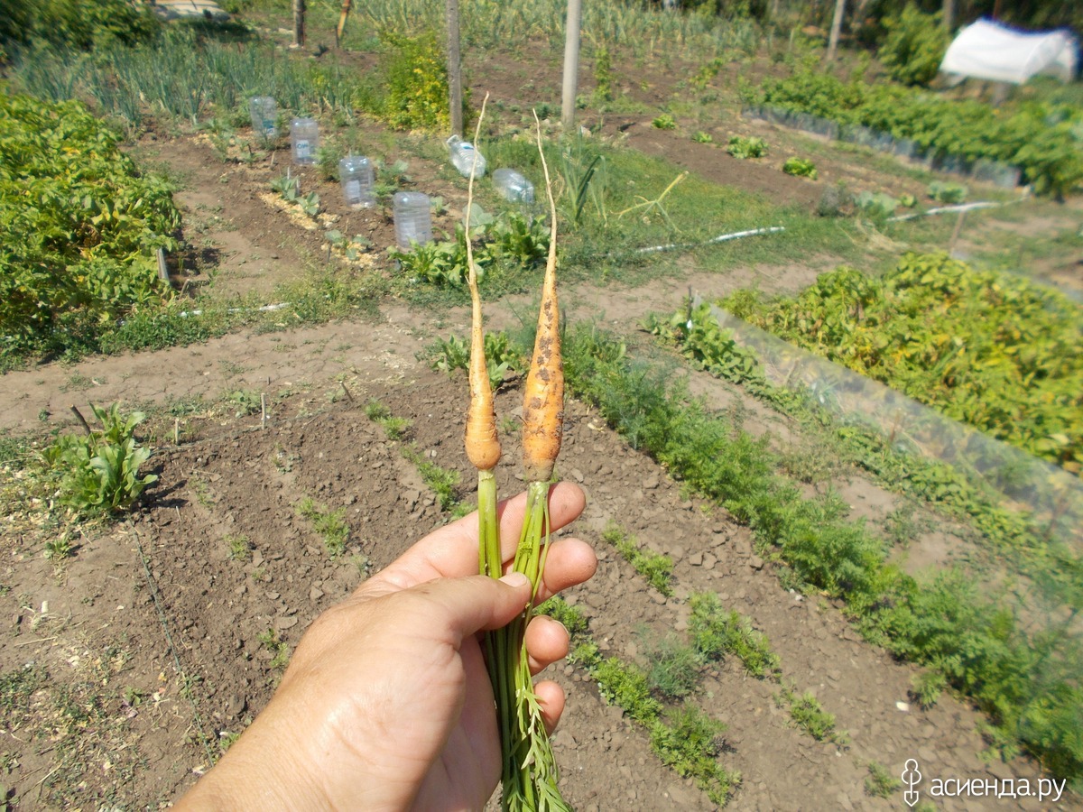Когда садить морковку. Посев моркови. Садим морковь. Посев моркови весной. Посадка моркови.