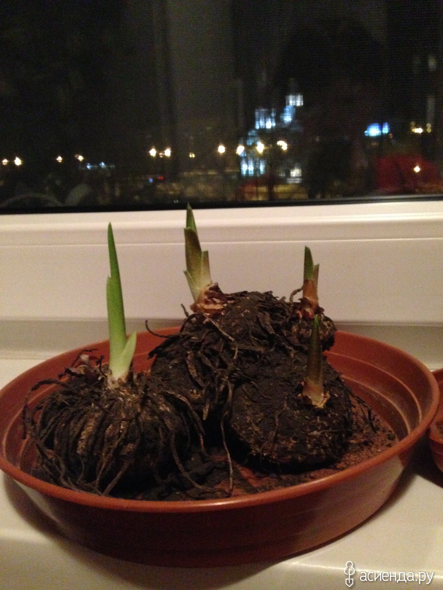 Как вырастить каллу из луковицы