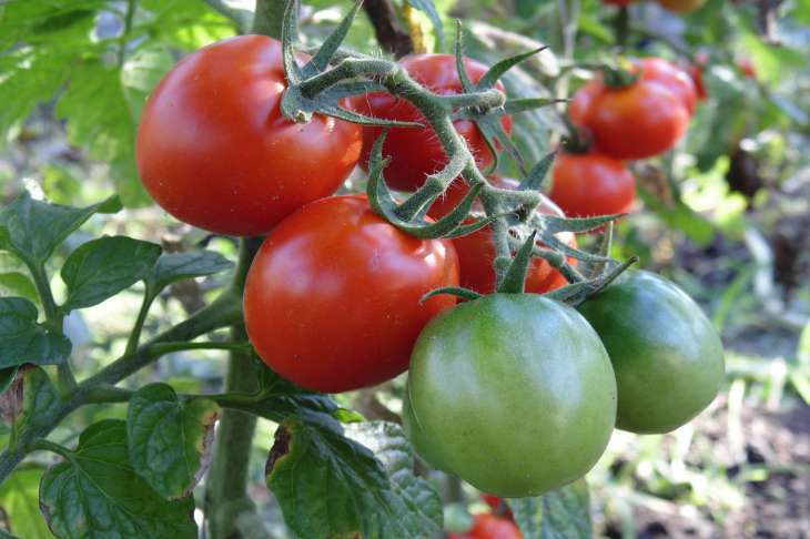Правила полива томатов от опытных дачников, которые помогут улучшить урожайность