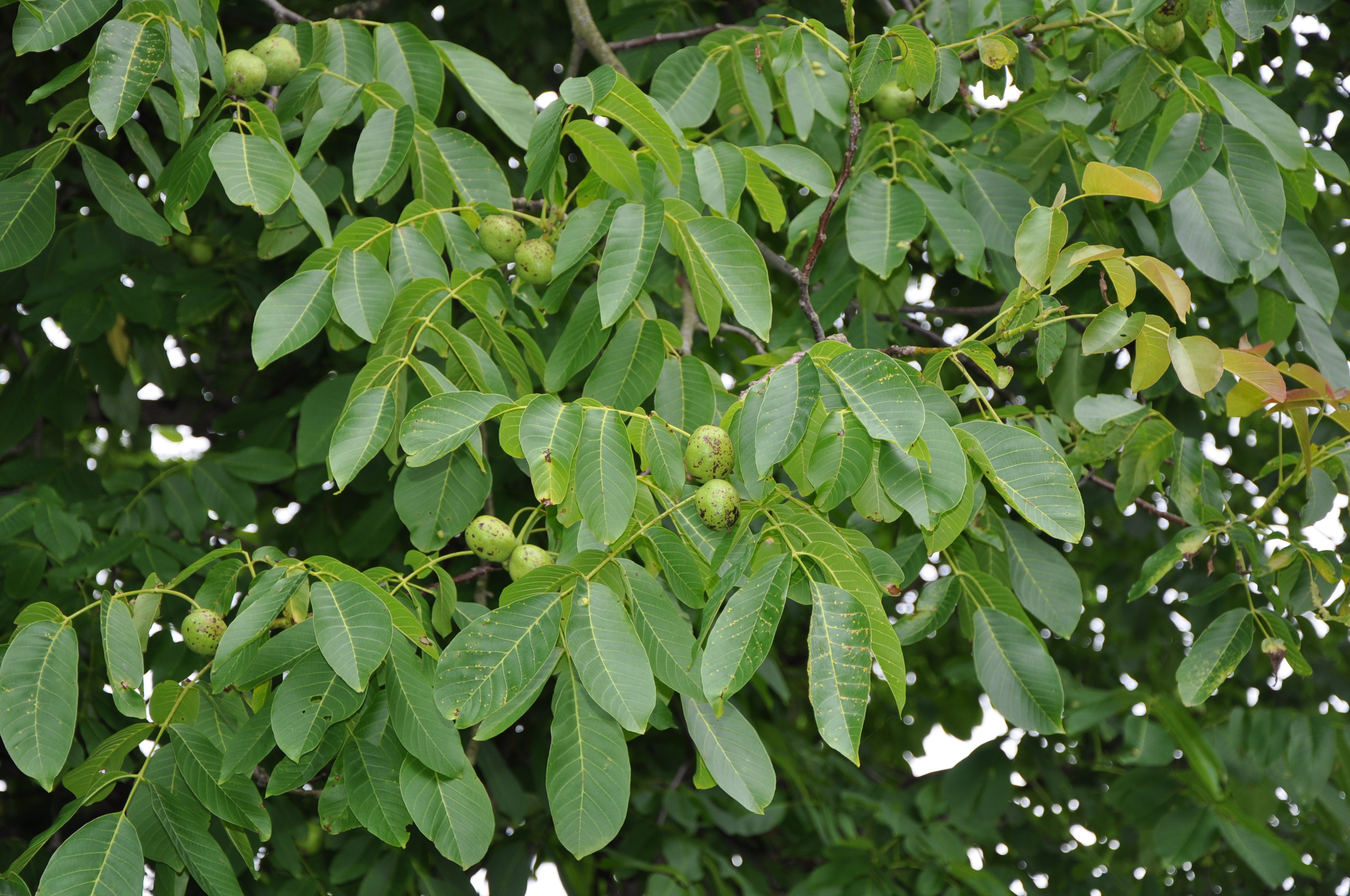 Ореховые деревья фото и названия