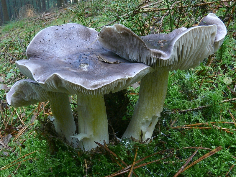 Гриб подзеленка. Гриб зеленка подзеленка. Рядовка серая Tricholoma portentosum.. Рядовка гриб зеленушка. Зеленушки серушки рядовки.