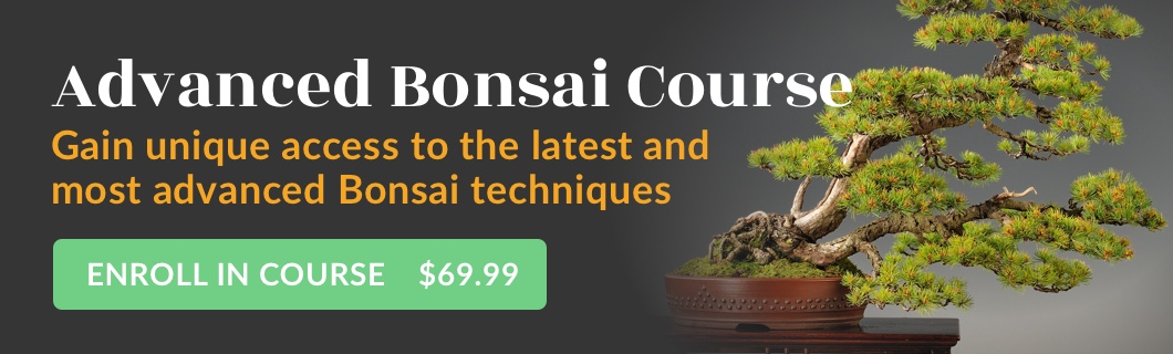 Advanced Bonsai Course