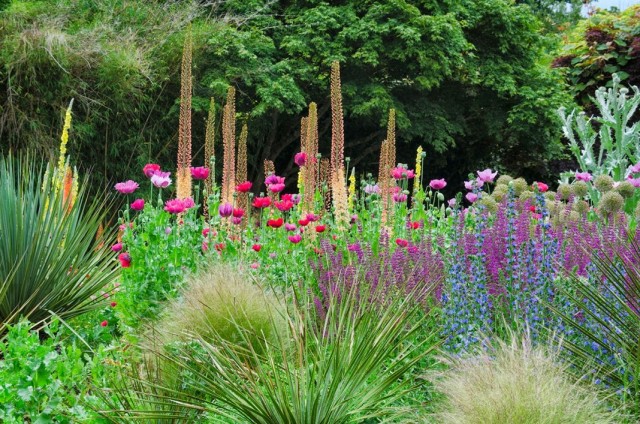 Эремурус Изабеллы «Спринг Вэлли Гибрид» (Eremurus x isabellinus 