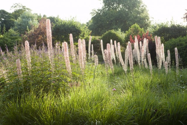 Эремурус Изабеллы «Романс» (Eremurus x isabellinus 