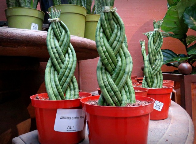 В продаже сегодня все чаще встречается сформированная сансевиерия цилиндрическая – растение с переплетенными между собой побегами