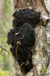 Chaga Mushroom