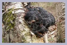 Chaga Mushroom