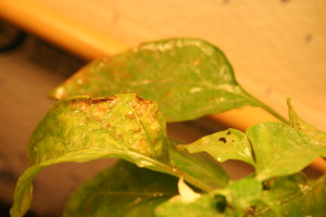 aphid damage on pepper