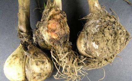 Не менее опасны для чесночных луковиц такие вредители, как корневой клещ, луковая моль, луковая журчалка, луковый торчило.