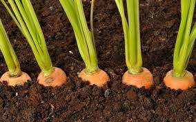 При обеспечении грамотного ухода за корнеплодом, можно получить отличный урожай. При этом морковь вырастет крупной, ровной и сладкой. Чем ярче окрашен овощ – тем он вкуснее. Одним из основных правил выращивание овоще является соблюдение севооборота на дачном участке.