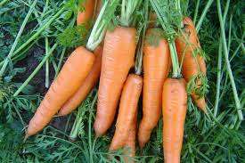 . Что посадить после моркови на следующий год? Ответ на этот вопрос вы узнаете из этой статьи.