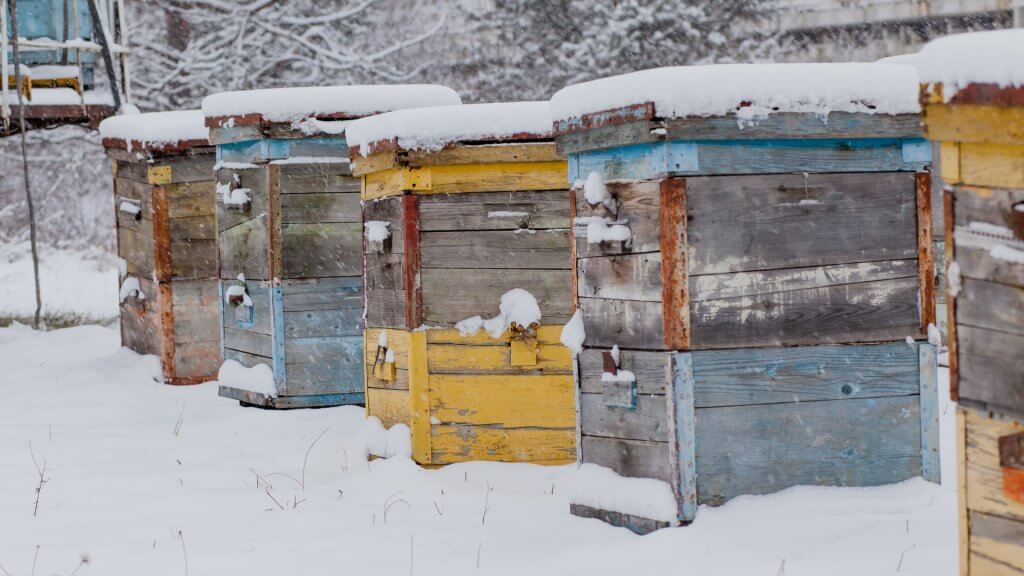 Feeding Bees in the Winter