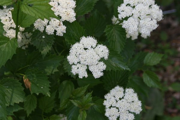 Viburnum dentatum