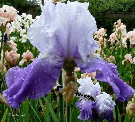 Rain-soaked iris