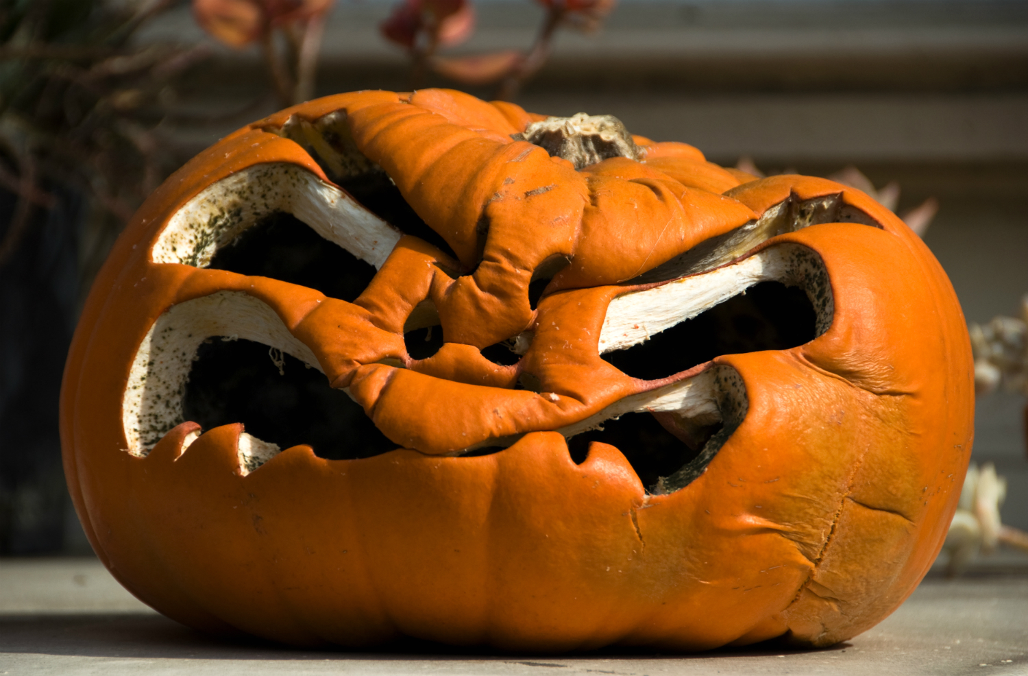 why do pumpkins rot getty