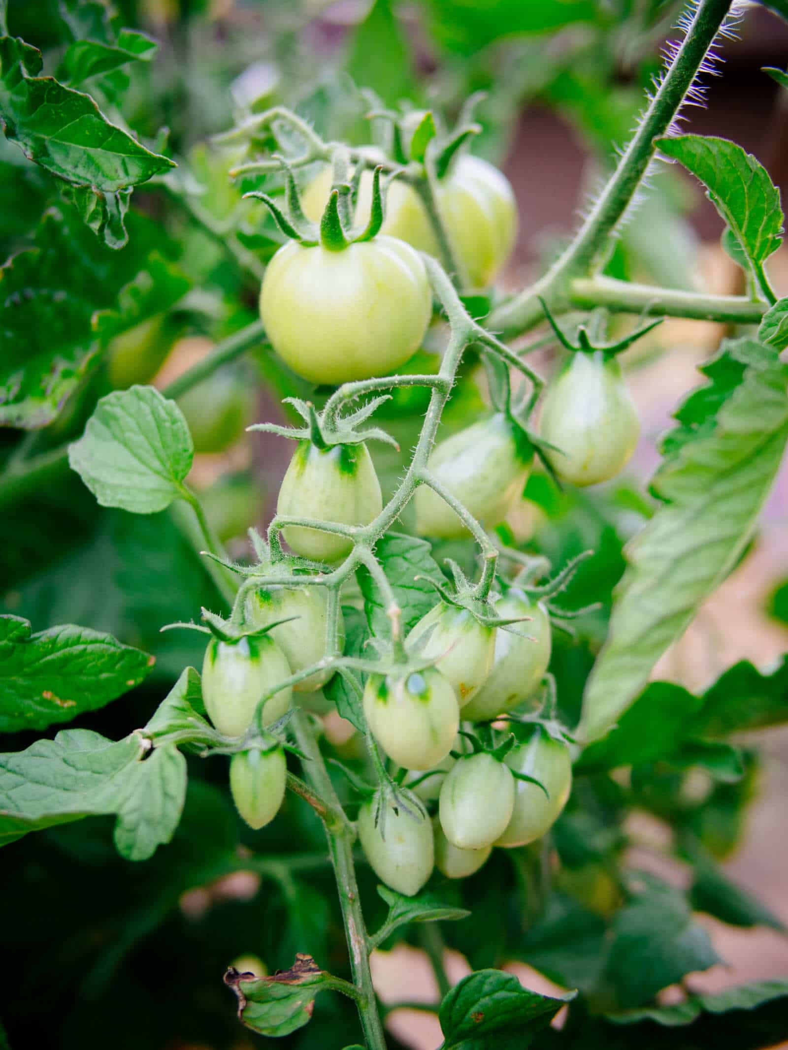 Determinate tomato plant