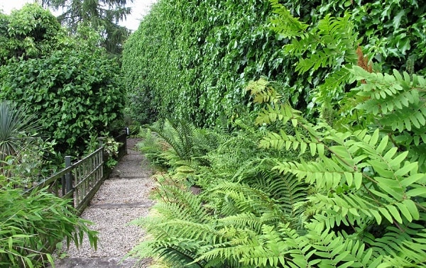 ways on how to care ferns indoor and outdoor