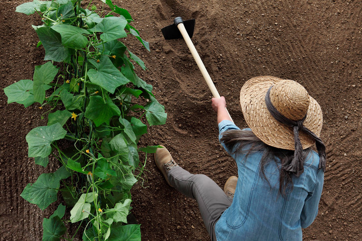 Как улучшить почву на садовом участке
