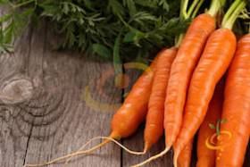 Imperator Carrot Varieties—