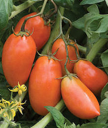 Paste (Sauce) Tomato Varieties—