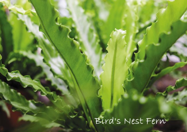 bird nest fern, types of ferns