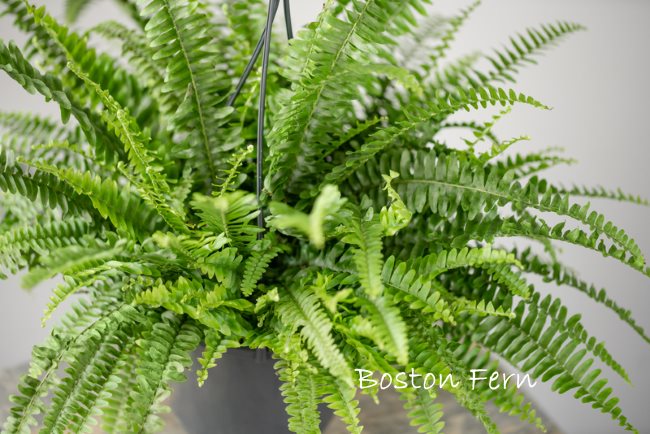 boston fern, types of indoor ferns