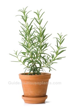 Growing Rosemary, rosemary herb, rosemary plant