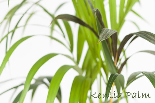 kentia palm, indoor palm trees