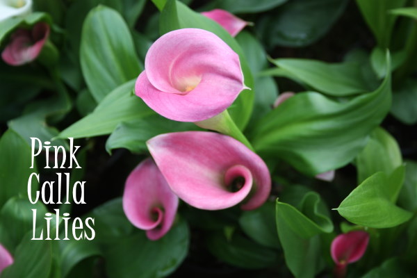 pink calla lily, Zantedeschia rehmannii