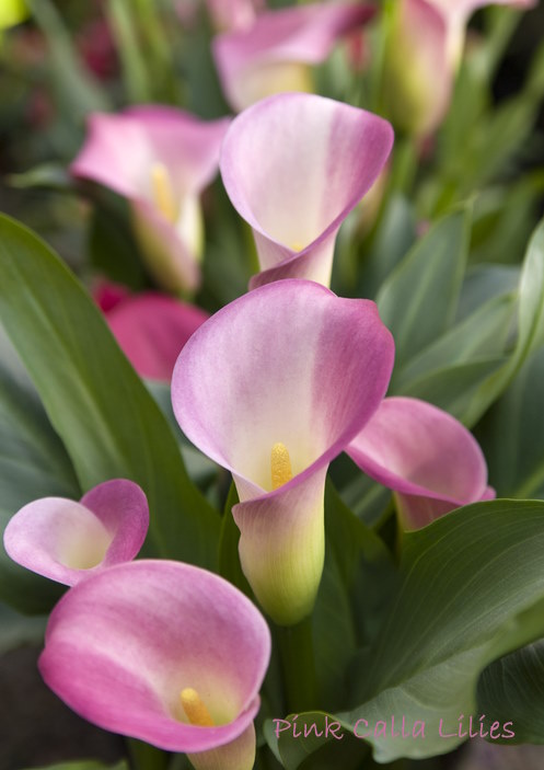 pink calla lily, Zantedeschia rehmannii