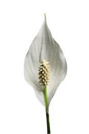 peace lily, spatheflower, spathiphyllum