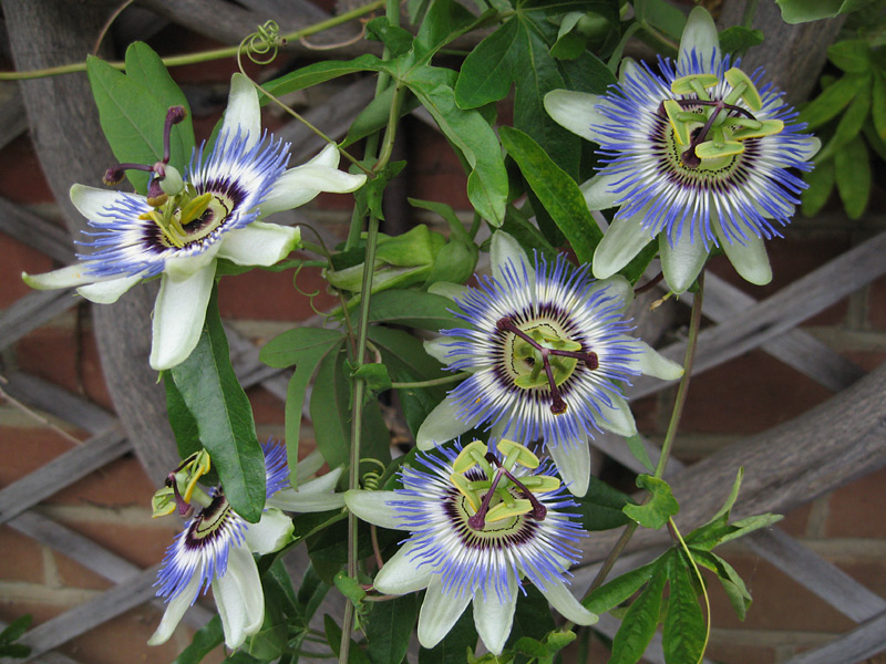 Passiflora caerulea flowers