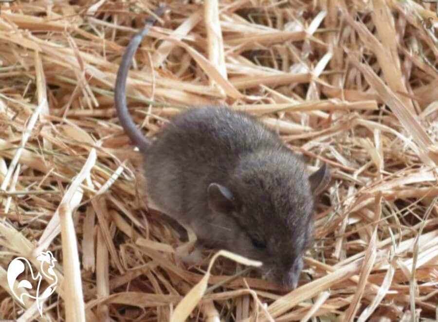 Brown rat nesting in straw.