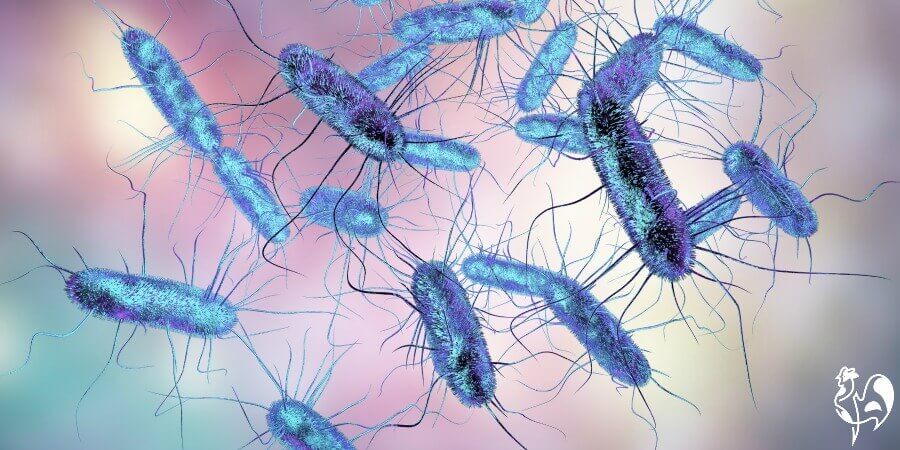 The Salmonella bacteria.