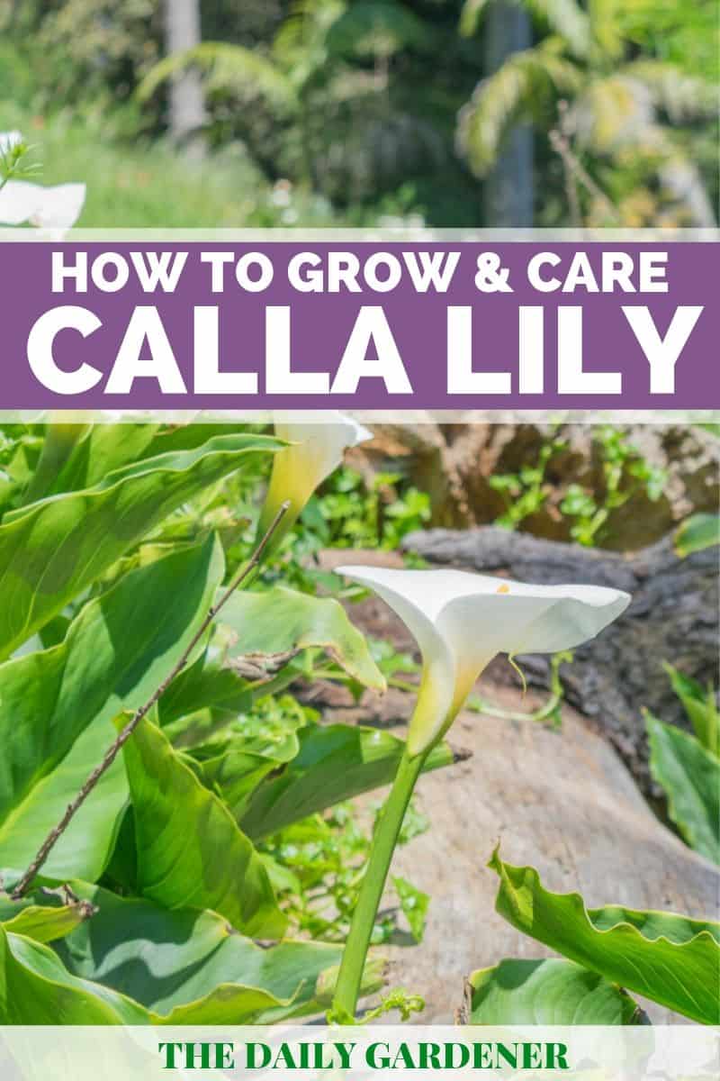 Growing Calla Lily