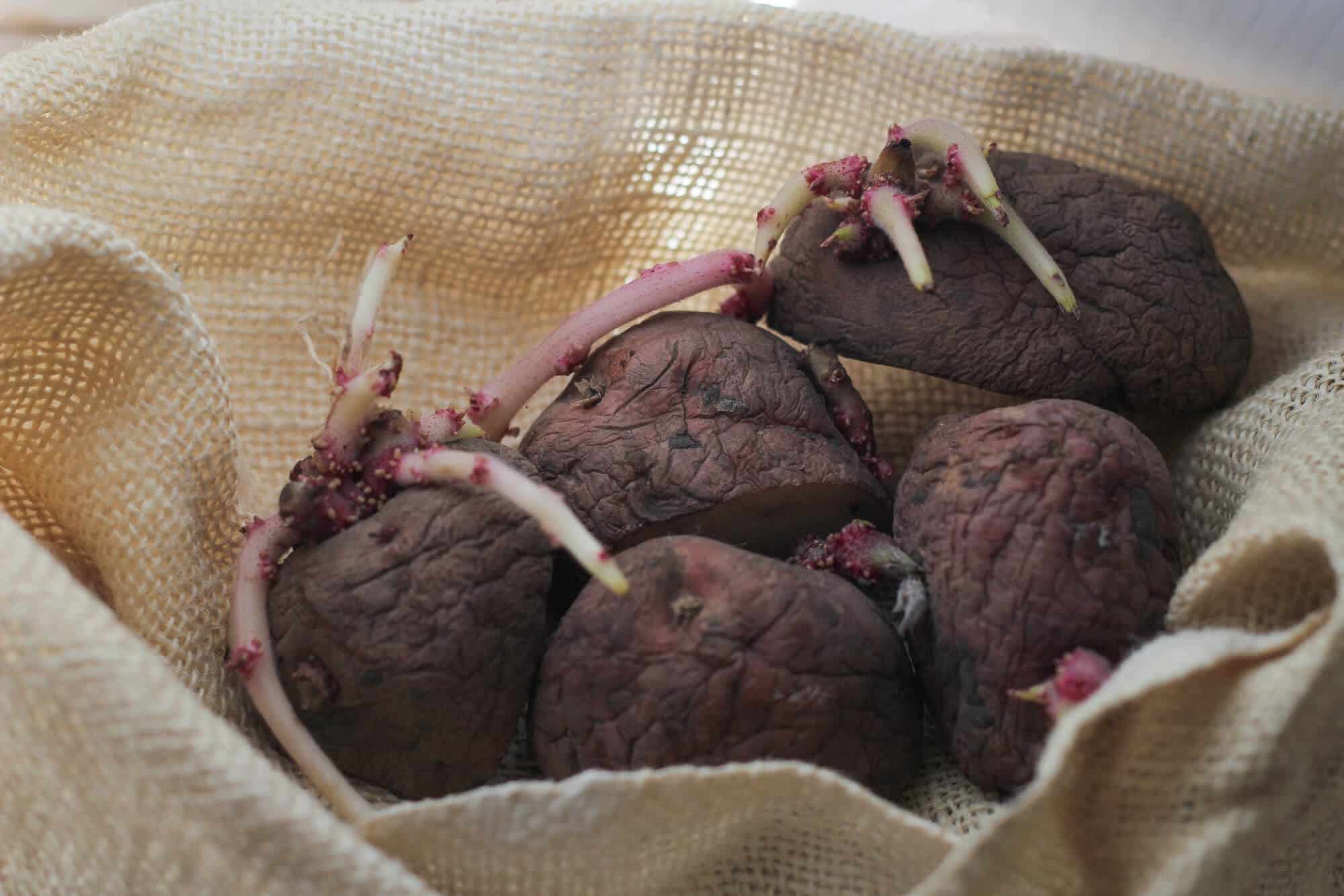 Digging Up and Storing Potatoes for Winter growing potatoes