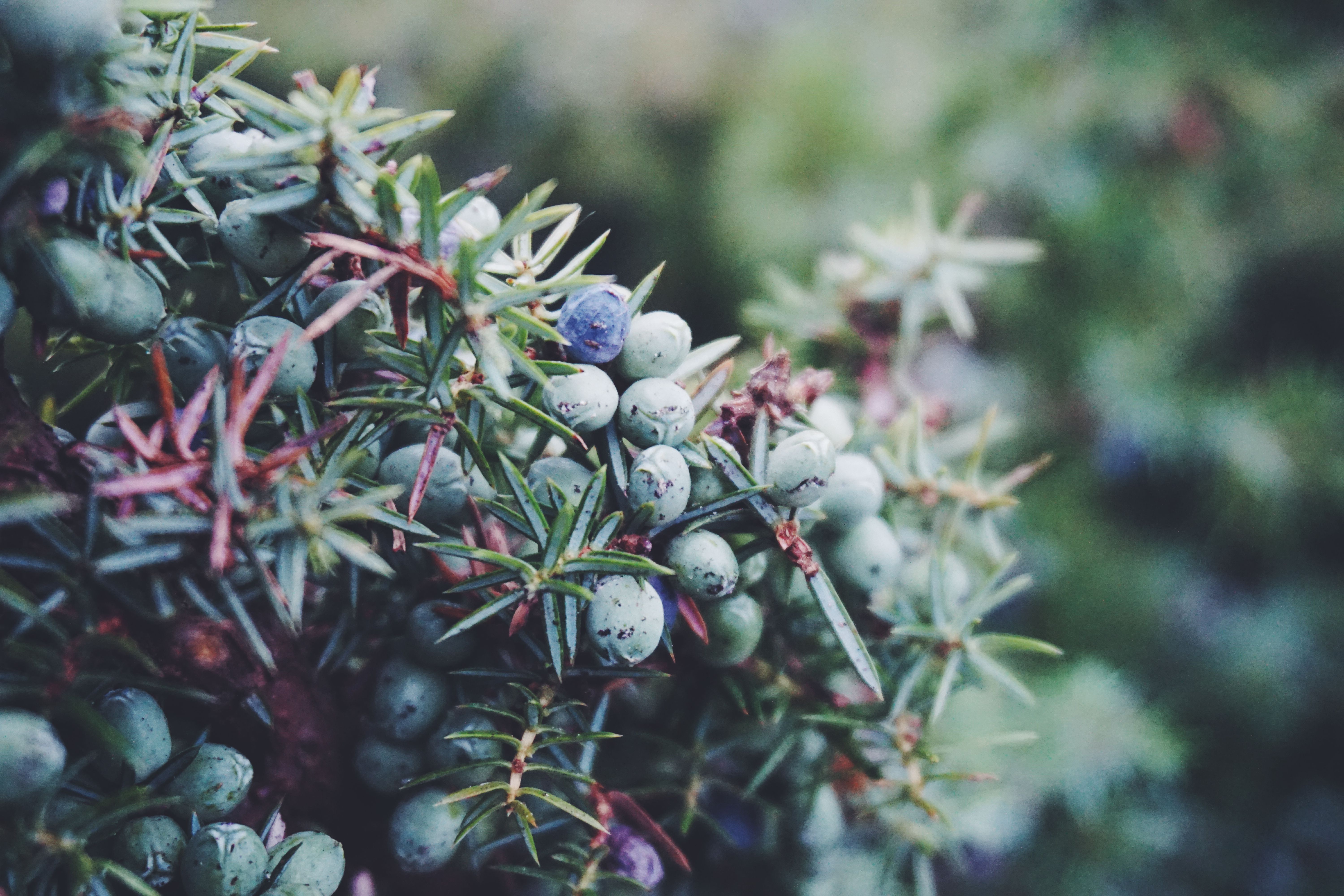 Juniper перевод. Можжевельник односемянный. Черный можжевельник. Можжевельник Эстетика куст. Сандал и можжевельник.